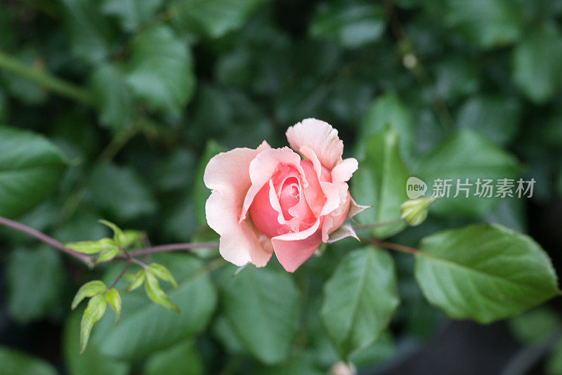 Rosa chinensis Jacq。盛开在春天